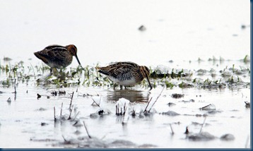 Sandpipers-
