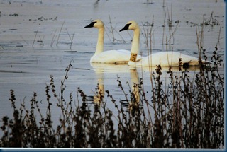 Swans 1