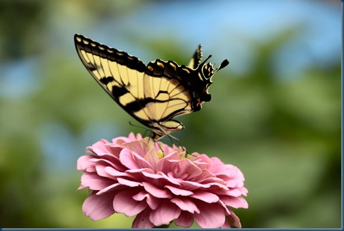 edited butterfly zinnia